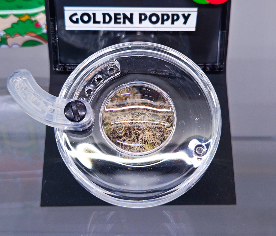 Golden Poppy